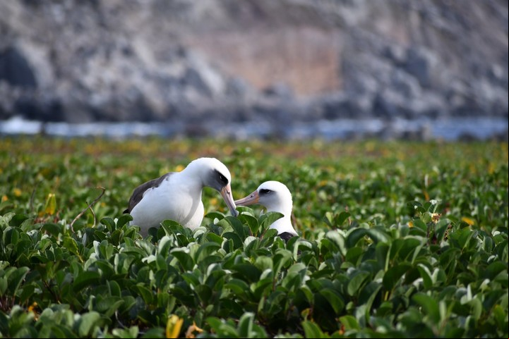 Más de 1.360 especies de flora y fauna habitan en el Parque Nacional Revillagigedo, muchas de ellas en peligro de extinción. Foto: Gobierno de México - CONAP.