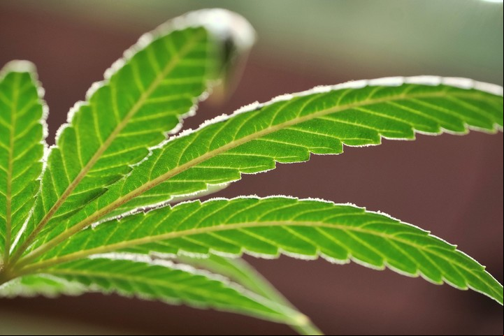 El cannabis destruido estaba valorado en 261.433.808 dólares (AP).