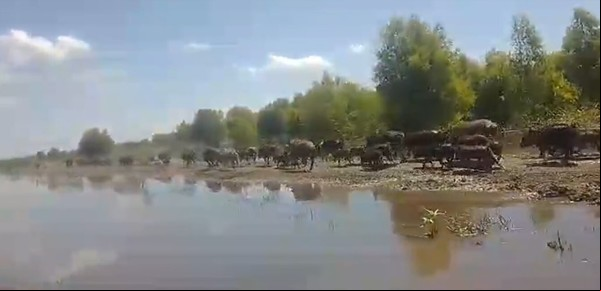 Entre Ríos aprobó una ley que declara plagas a tres animales exóticos invasores: por qué proliferaron de manera descontrolada y qué daños causan