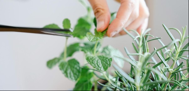 Para qué sirve tener romero y con qué planta es incompatible según los expertos en jardinería