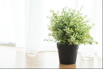 Feng Shui: 10 plantas para potenciar las buenas energías y armonía en tu casa