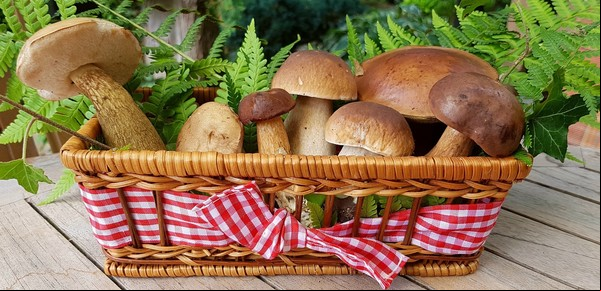 Cómo influye el consumo de hongos y champiñones a la salud, según un reconocido biólogo