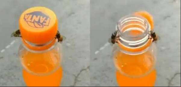 Filmaron a dos abejas trabajando juntas para abrir una botella de gaseosa