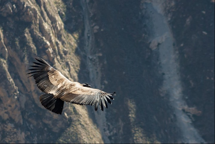 Ver un cóndor en su hábitat es una forma de conectar con la naturaleza más salvaje y profunda del país. Foto: Pixabay.