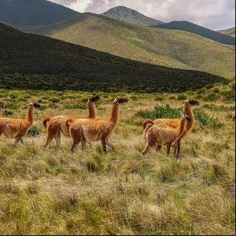 ¿En qué lugares de Argentina podés ver guanacos en libertad?