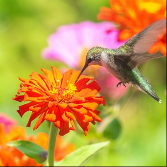 Cinco plantas con flores para atraer colibríes 
