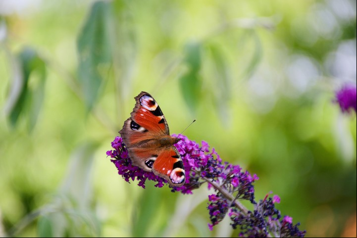 La buddleja, conocida como el arbusto de las mariposas, es clave para un jardín lleno de vida. Foto: Unsplash.