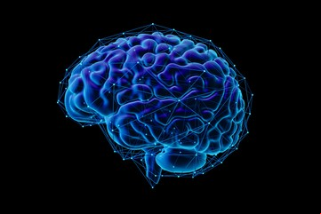 Brecha cerebral: por qué la edad del cerebro no es la misma que la del calendario y cómo hacer para frenarla
