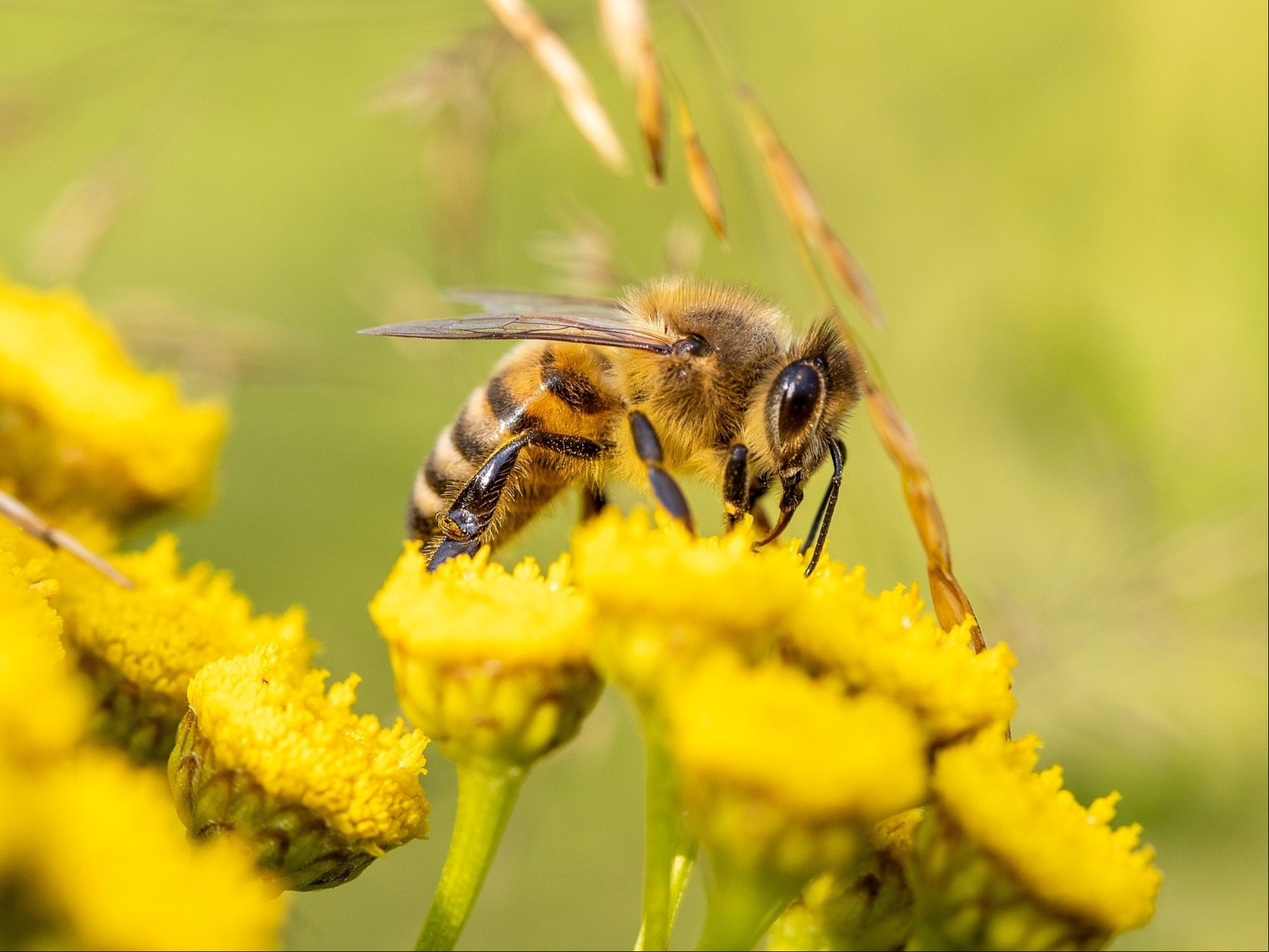 Cómo ahuyentar las abejas de forma efectiva: consejos prácticos para evitar picaduras
