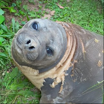 El elefante marino rescatado en el Delta de San Fernando vuelve al mar tras su recuperación