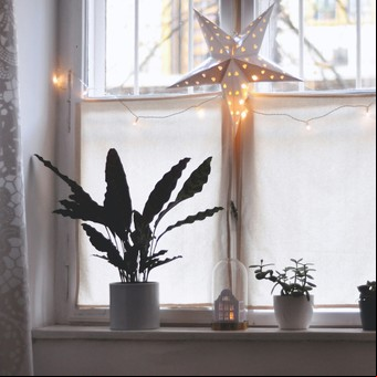 Plantas terapéuticas para el verano: cuáles son las mejores y cómo mantenerlas