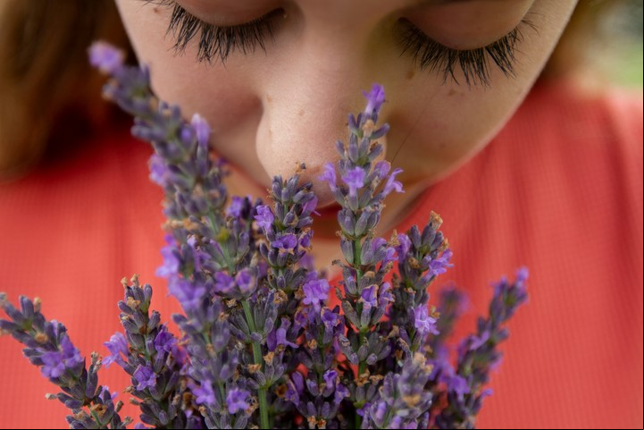 Fragancias como lavanda y cítricos potencian la memoria al ser inhaladas mientras dormís.
 Foto: Unsplash