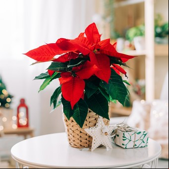 Siete plantas para decorar tu casa en Navidad