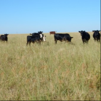 La forrajera poco utilizada para engordar a las vacas que logra sorprendentes resultados: las claves de sus beneficios