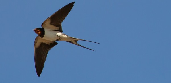 Cómo identificar las aves migratorias que visitan Argentina
