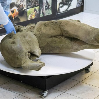 Presentaron al mundo los restos intactos de una cría de mamut de más de 50.000 años