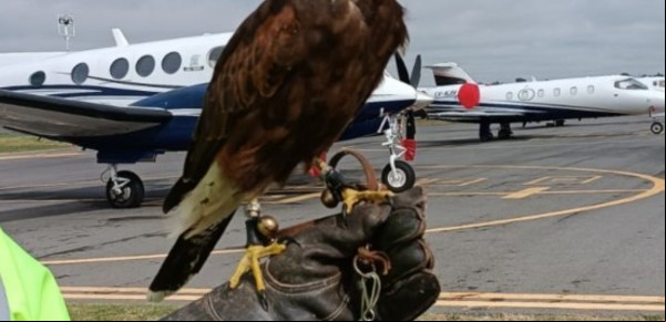 Fuegos artificiales, luces y halcones: los métodos que usan en la Argentina para espantar las aves en aeropuertos