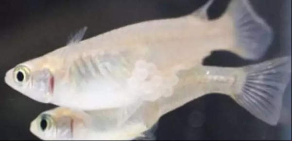 Una máquina del sexo: los machos de los peces medaka copulan 19 veces al día