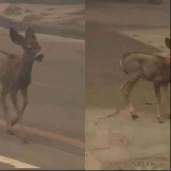 Un pequeño "Bambi" huye desesperado de los incendios en Los Ángeles