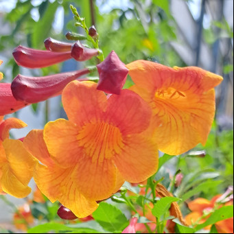 Cinco plantas con flores creadas por argentinos en el INTA 