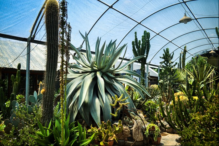 Agave gigante que recibe a los visitantes. Al lado un Cardón obsequio del presidente de la Fiesta de la Flor. Foto: @ojodetigrefoto