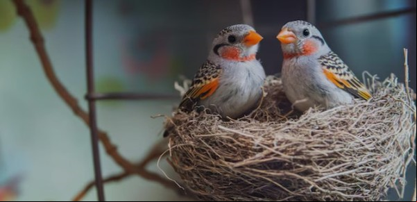 Un pájaro único en el mundo: memoriza los sonidos de sus parientes y amigos