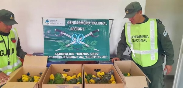 Pintaban cotorras con químicos para venderlas como aves exóticas y los atrapó Gendarmería