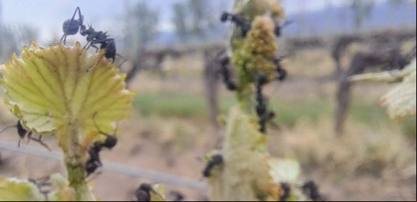 Hormigas cortadoras, la promesa incumplida del manejo orgánico y el "caballo de Troya"