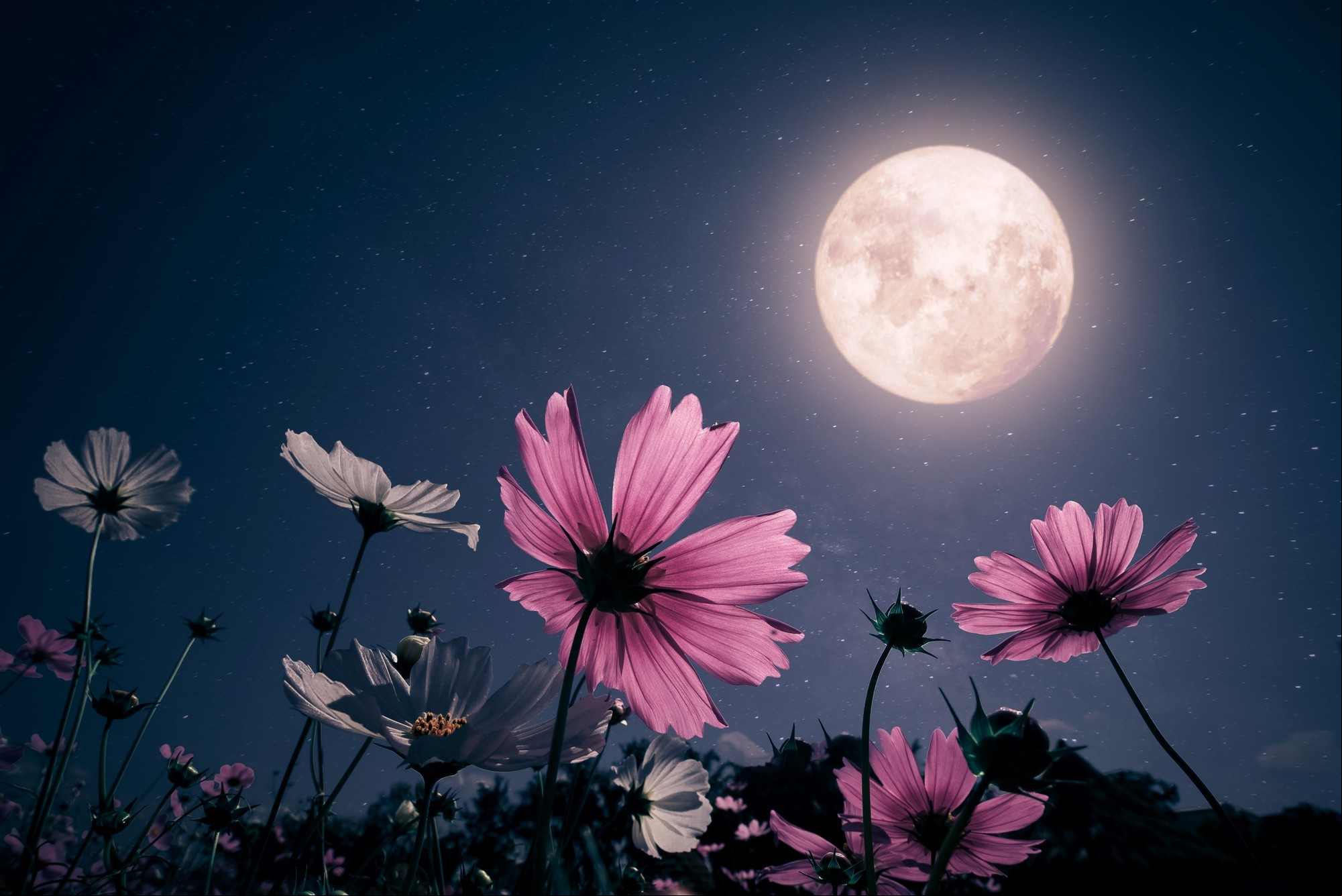 La Luna llena en Leo de febrero 2025 fomenta la autenticidad, la comunicación y las soluciones creativas. Foto: ilustración Shutterstock