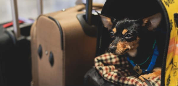 Viajar en micro con tu mascota: qué empresas ya lo permiten, cuánto vale y qué se requiere