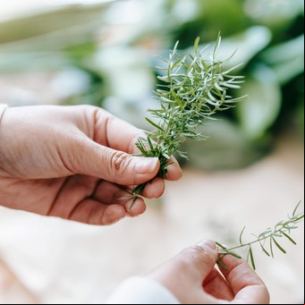 Qué significa que tu planta de romero tenga polvo blanco en las hojas y cómo podés salvarla, según expertos