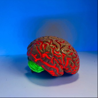 Revolución científica: aseguran que nervios, páncreas y riñones guardan recuerdos como las neuronas