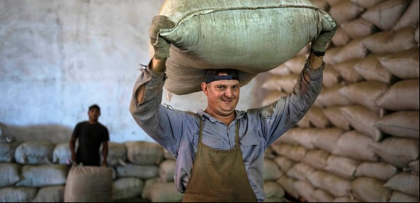 Productores frenan el comercio de yerba: impedirán el traslado a los secaderos para exigir mejores precios