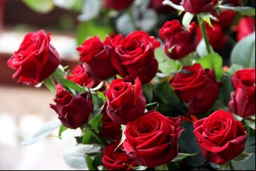 Día de la Mujer: solo una rosa