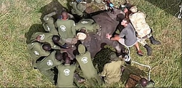 Un grupo de 15 hombres le hizo R a un rinoceronte y le salvaron la vida: el increíble video