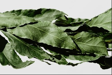 Dónde colocar hojas de laurel en casa para atraer la abundancia, según el Feng Shui