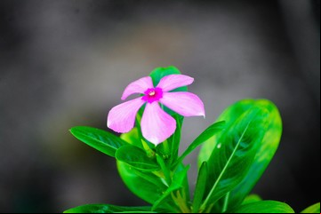 El ingrediente desconocido que hará florecer tus plantas como nunca antes