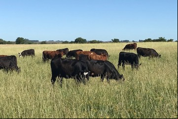 Vacas fantasma: un escándalo en Uruguay y 500 argentinos estafados