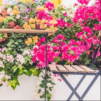 Esta planta es perfecta para crear un cerco y tiene flores todo el año: cómo hacerla crecer