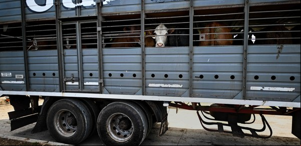 Activistas veganos, de vigilia en las puertas de los mataderos: "Cuando ves su miedo de cerca, entendés lo que está en juego"