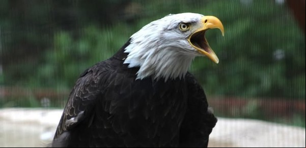 Murió Murphy, el águila que quiso incubar una roca y adoptó a un aguilucho huérfano