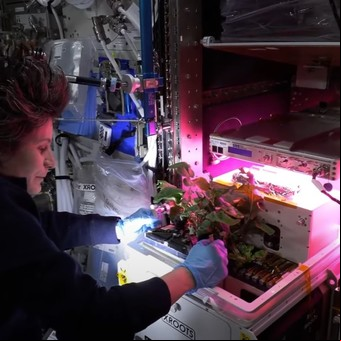 ¿Por qué la NASA siembra plantas en el espacio?