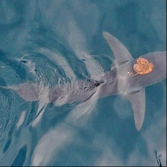 Filmaron un misterio marino: un pulpo viajaba aferrado con sus tentáculos a un tiburón 