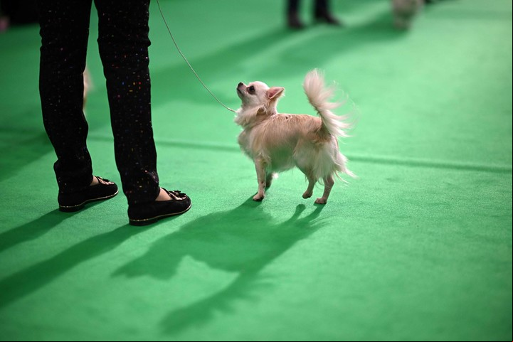 Varios chihuahuas fueron reconocidos por los Récords Guinness como los perros más viejos del mundo. Foto: Archivo Clarín.