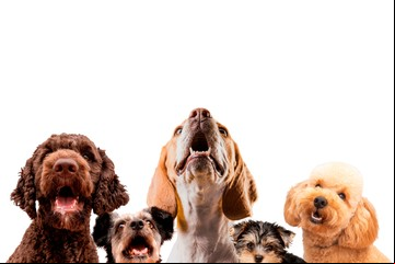 Mide 20 centímetros y vive más de 20 años: cuál es la raza de perro más longeva, según los expertos