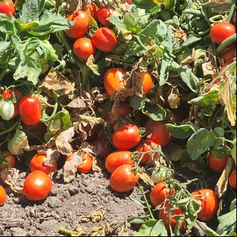 Milanesas con ensalada, un lujo: el tomate subió 105%, la lechuga 73,1% y el cuadril un 8,5%
