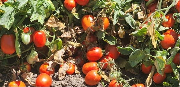 "Veremos la conveniencia de continuar": el aumento de la importación de un producto puso en alerta a los productores
