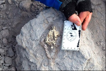 Increíble hallazgo sorprende a la comunidad científica: cómo era el mamífero que vivió hace 18 millones de años encontrado en Argentina 