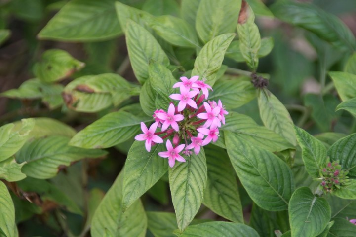 Es una opción perfecta para quienes recién se inician en la jardinería, por su bajo mantenimiento. Foto: Wikimedia Commons.
