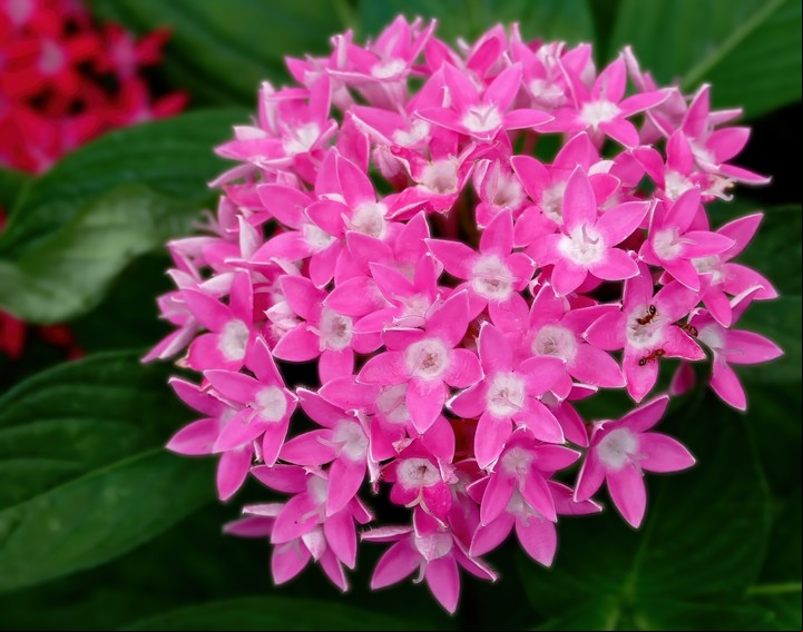 Esta planta es poco conocida por su nombre, pero muy valorada por sus flores con forma de estrella. Foto: Wikimedia Commons.